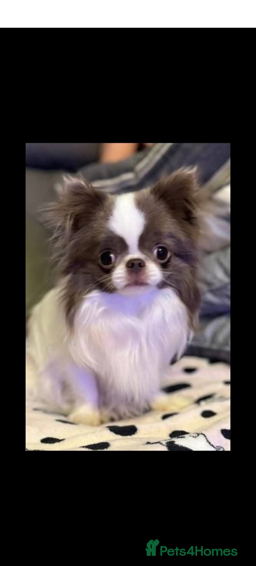 Chihuahua dogs for sale: Kc registered chihuahua boys - Image 8