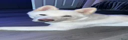 Akita dogs for sale: Male Akita  in London - Advert 1