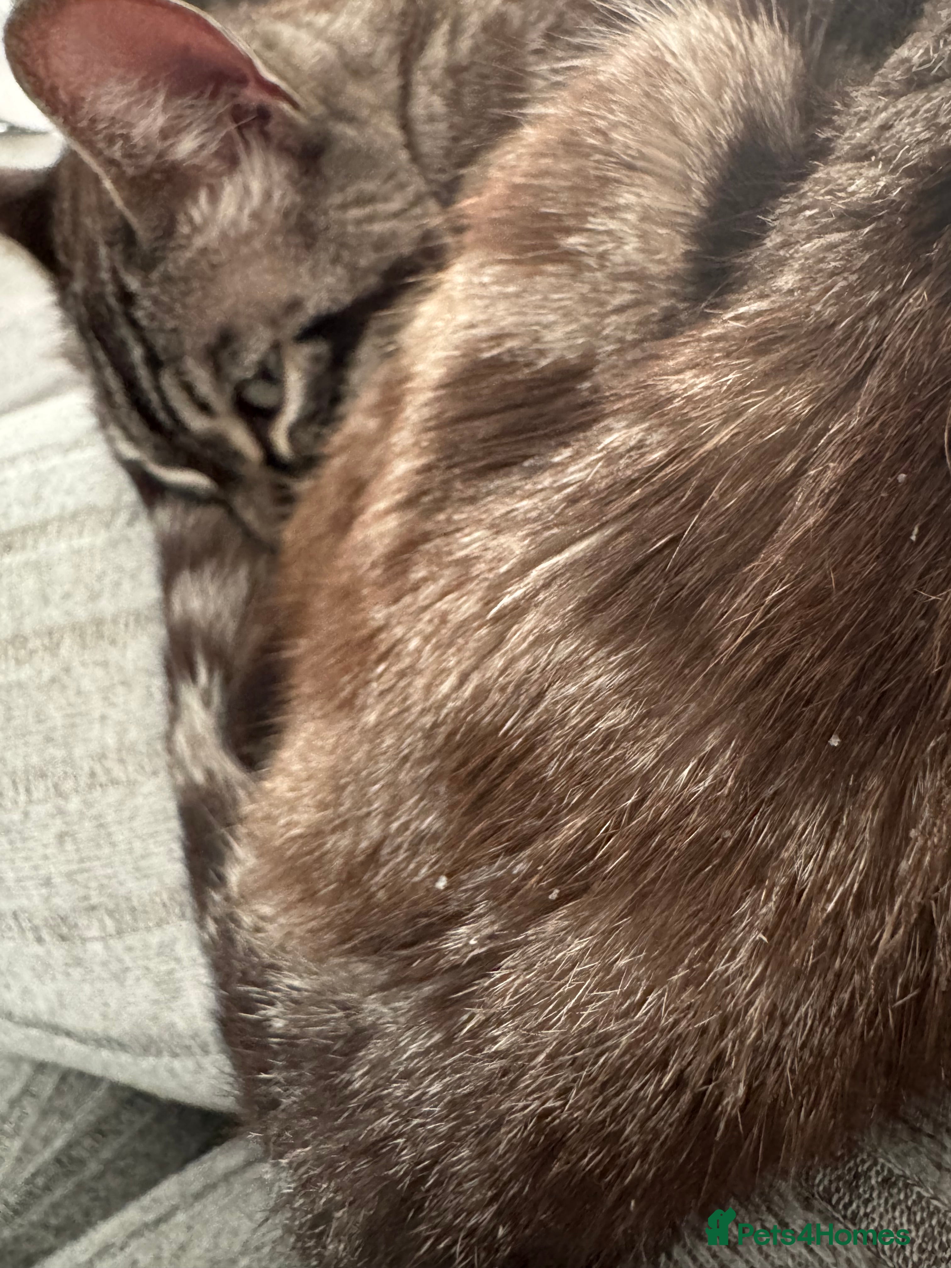 Bengal cats for sale: Bengal Queen ✨ - Advert 11