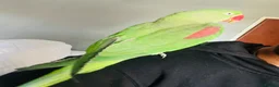 Parrots birds for sale: Baby hand tame Alexandrian Parrot  in Uttoxeter - Advert 13