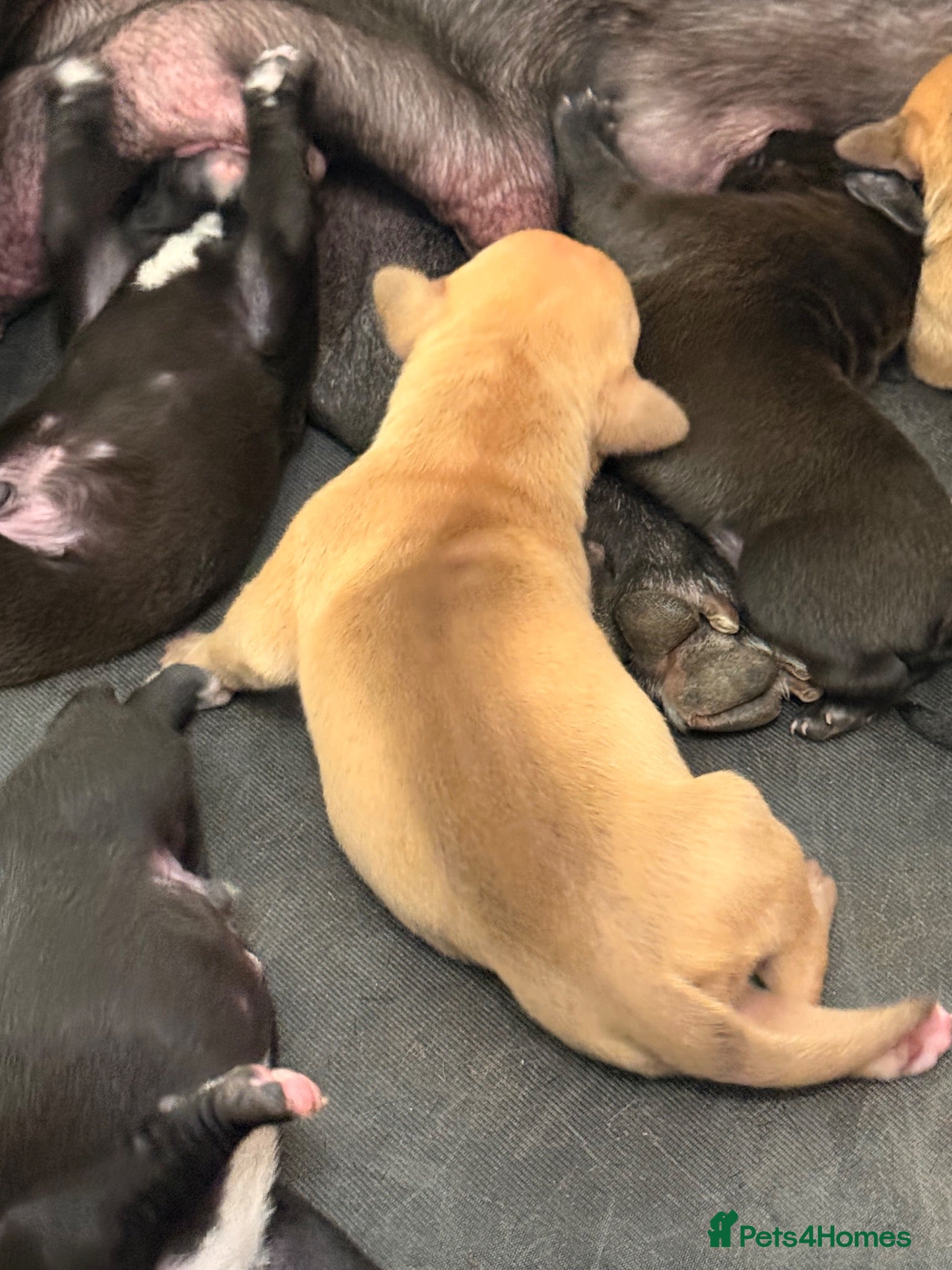 Mixed Breed dogs Beautiful puppys looking 4 forever homes  - Advert 1