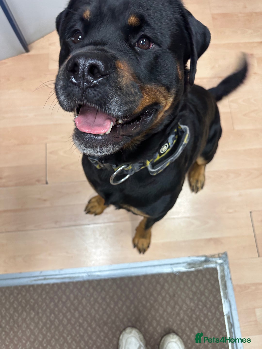 Rottweiler dogs for stud: rottweiler stud - Advert 2