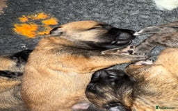 Belgian Shepherd Dog dogs for sale: Top working line puppies  - Image 5