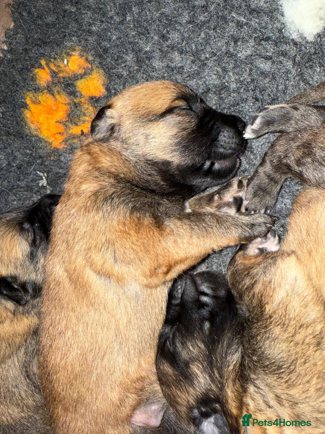Belgian Shepherd Dog dogs for sale: Top working line puppies  - Image 5