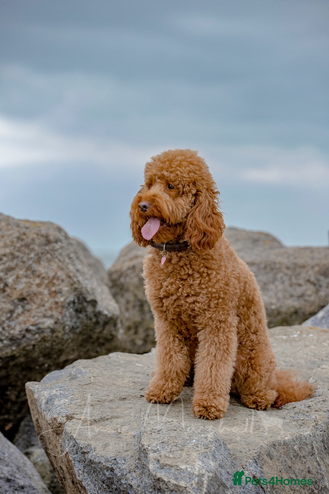 Mini Goldendoodle dogs for sale: F1 pups by POLICE Dog Trainer / Council Licensed  - Image 20
