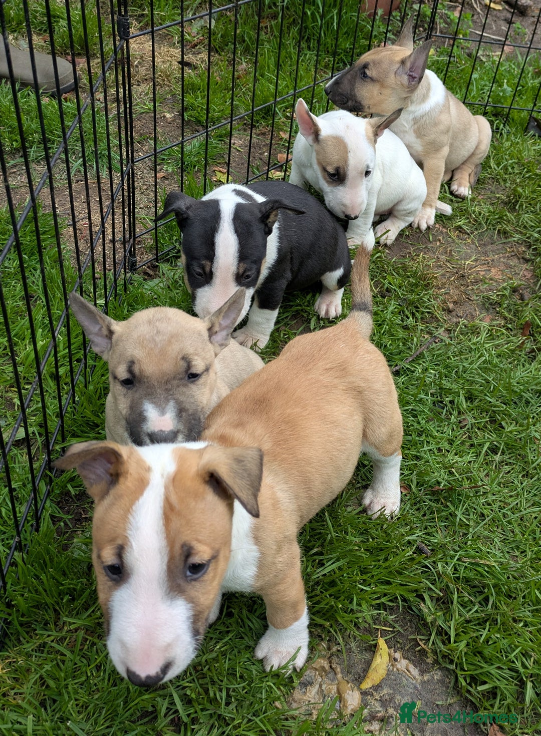 English Bull Terrier dogs for sale: KC REG ENGLISH BULL TERRIER PUPS - Image 18