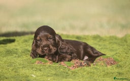 Cocker Spaniel dogs for sale: Show type cocker spaniel pups by Rosie - Image 15