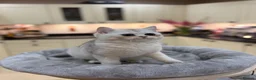 British Shorthair cats for sale: READY NOW - REGISTERED FULL PEDIGREE BSH KITTENS - Advert 34
