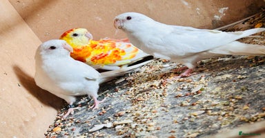 Parakeets birds - Advert 13