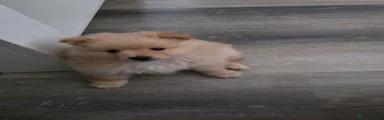 Pomeranian 3