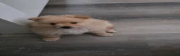 Pomeranian dogs for sale: Gorgeous pomeranian puppies  - Advert 2