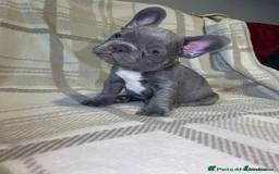 French Bulldog dogs for sale: . ffrench micro bull terrier puppy.14 weeksksks  - Image 10
