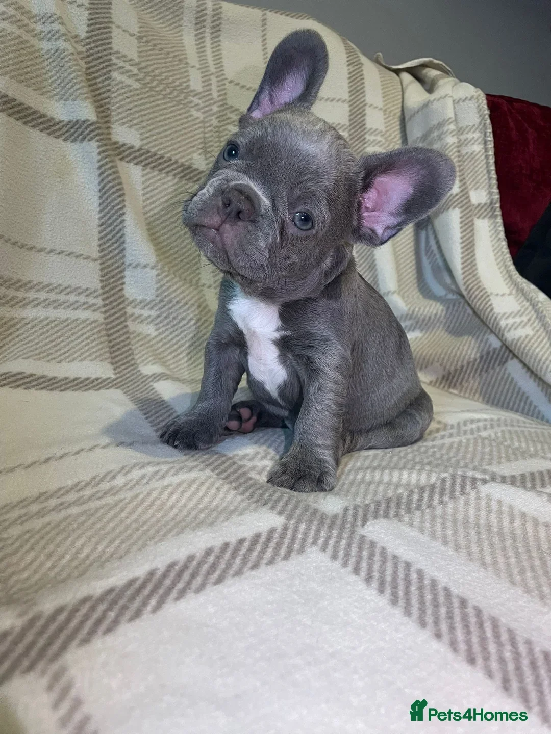 French Bulldog dogs for sale: . ffrench micro bull terrier puppy.14 weeksksks  - Image 10