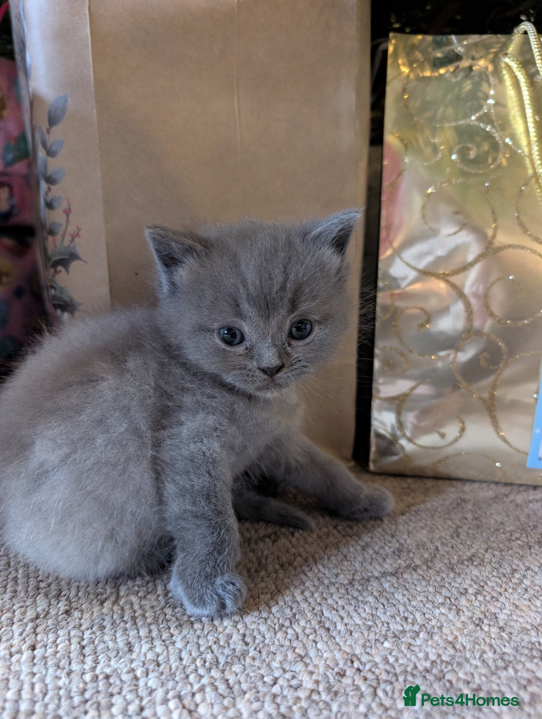 Mixed Breed cats for sale: Ragdoll X British short hair kittens  - Advert 3