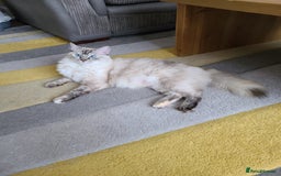 Ragdoll cats for sale: VERY BEAUTIFUL RAGDOLL KITTENS  - Image 13