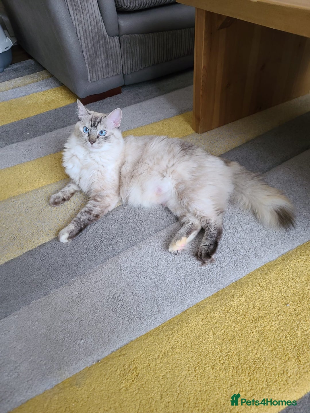 Ragdoll cats for sale: VERY BEAUTIFUL RAGDOLL KITTENS  - Image 13