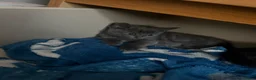 British Shorthair cats for sale: 4 kittens  in Eastleigh - Advert 7