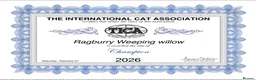 Ragdoll cats for sale: TICA registered ragdoll kittens from champions - Advert 22