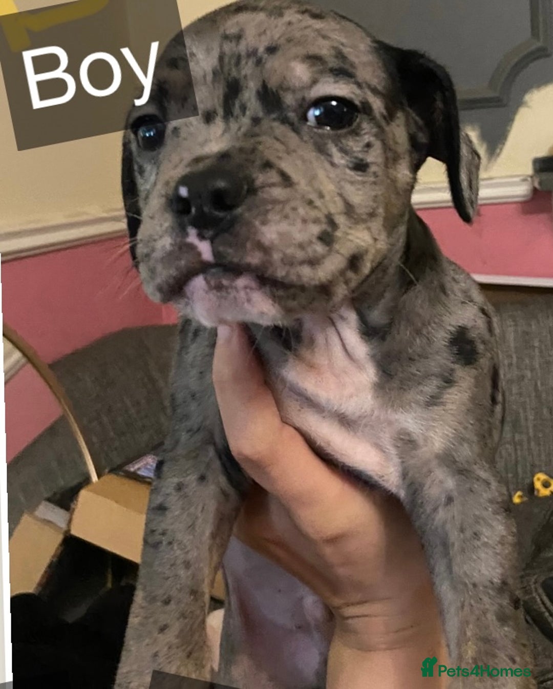 Mixed Breed dogs for sale: Staffy cross American bulldog  - Image 5
