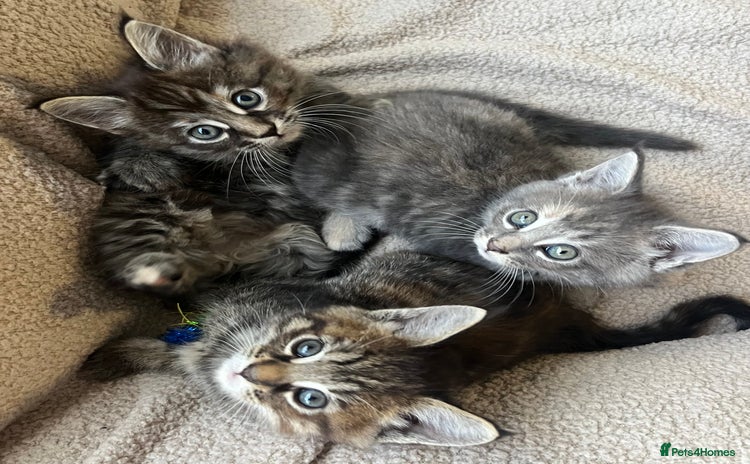 Maine Coon cats - Advert 15