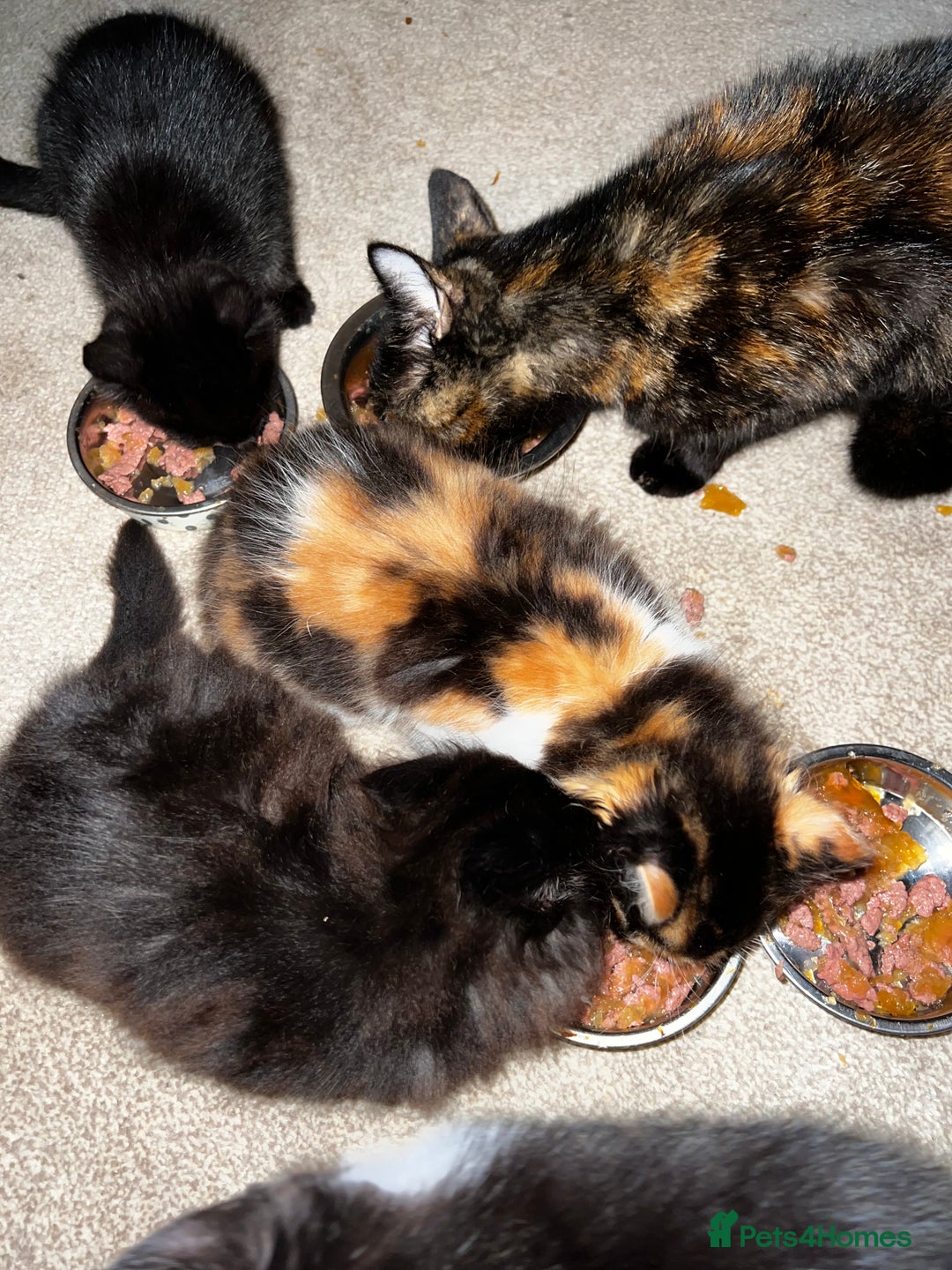 Mixed Breed cats for sale: Beautiful Mixed Breed Kittens for Sale - All Boys  - Image 4