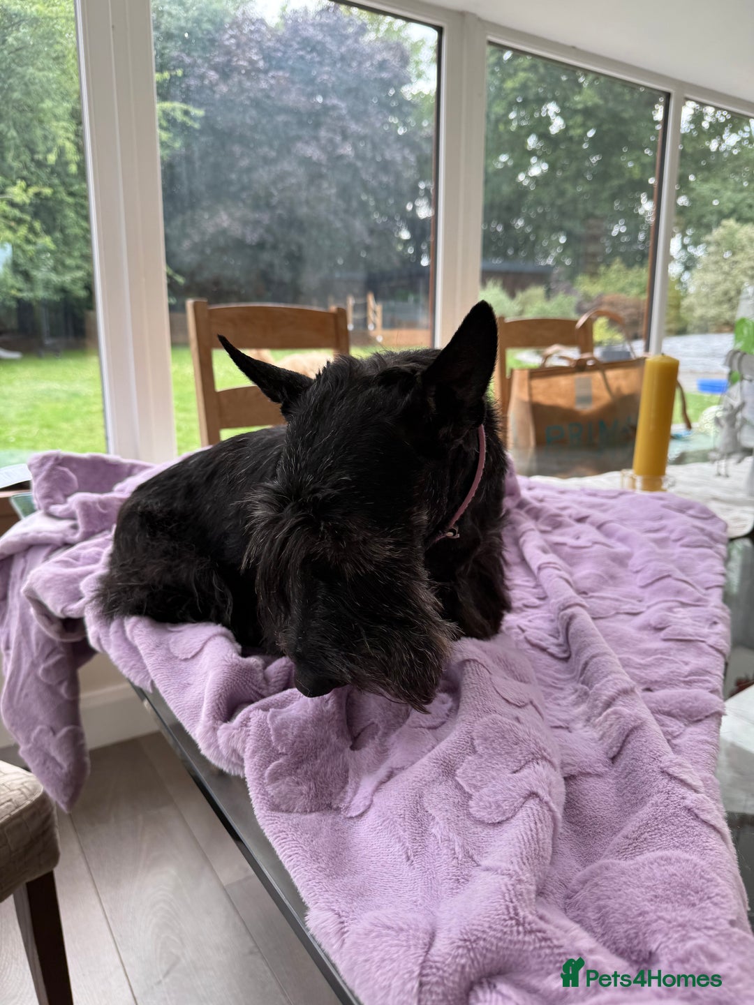 Scottish Terrier dogs for adoption: Nadine – A Little Dog with a Big Heart - Image 5