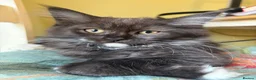 Maine Coon cats for sale: Gorgeous ChampionRussian line XL Mainecoon kittens - Advert 24