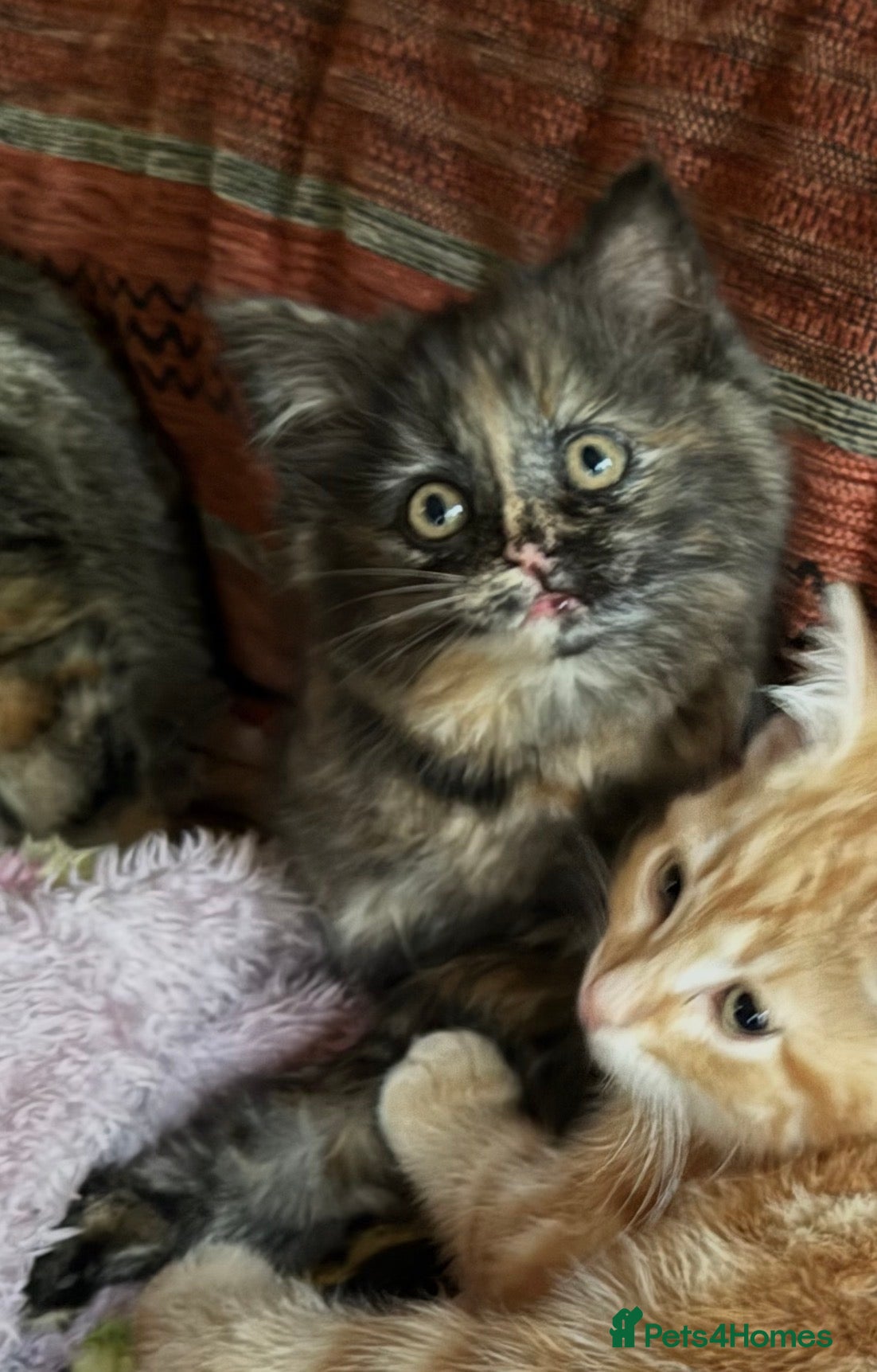 Mixed Breed Kitten 3