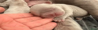 French Bulldog 3