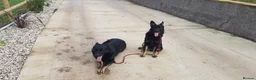 German Shepherd dogs for sale: Czech German Shepard  - Advert 5