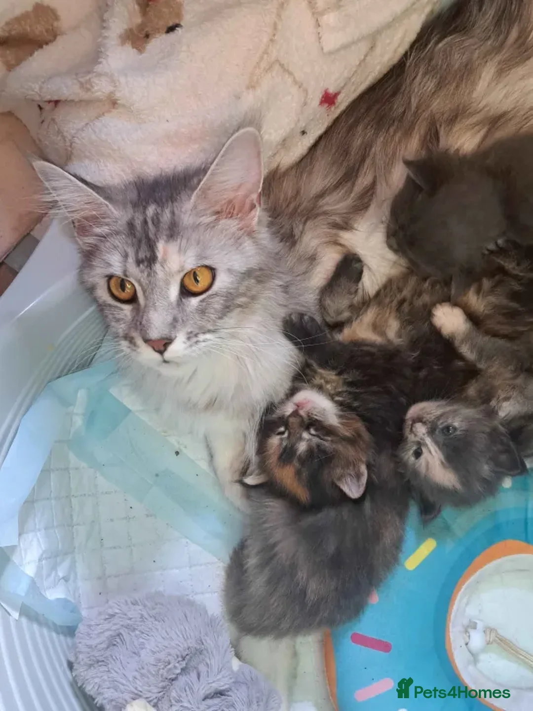 Maine Coon cats for sale: Gorgeous Maine Coon Kittens for sale - Advert 2