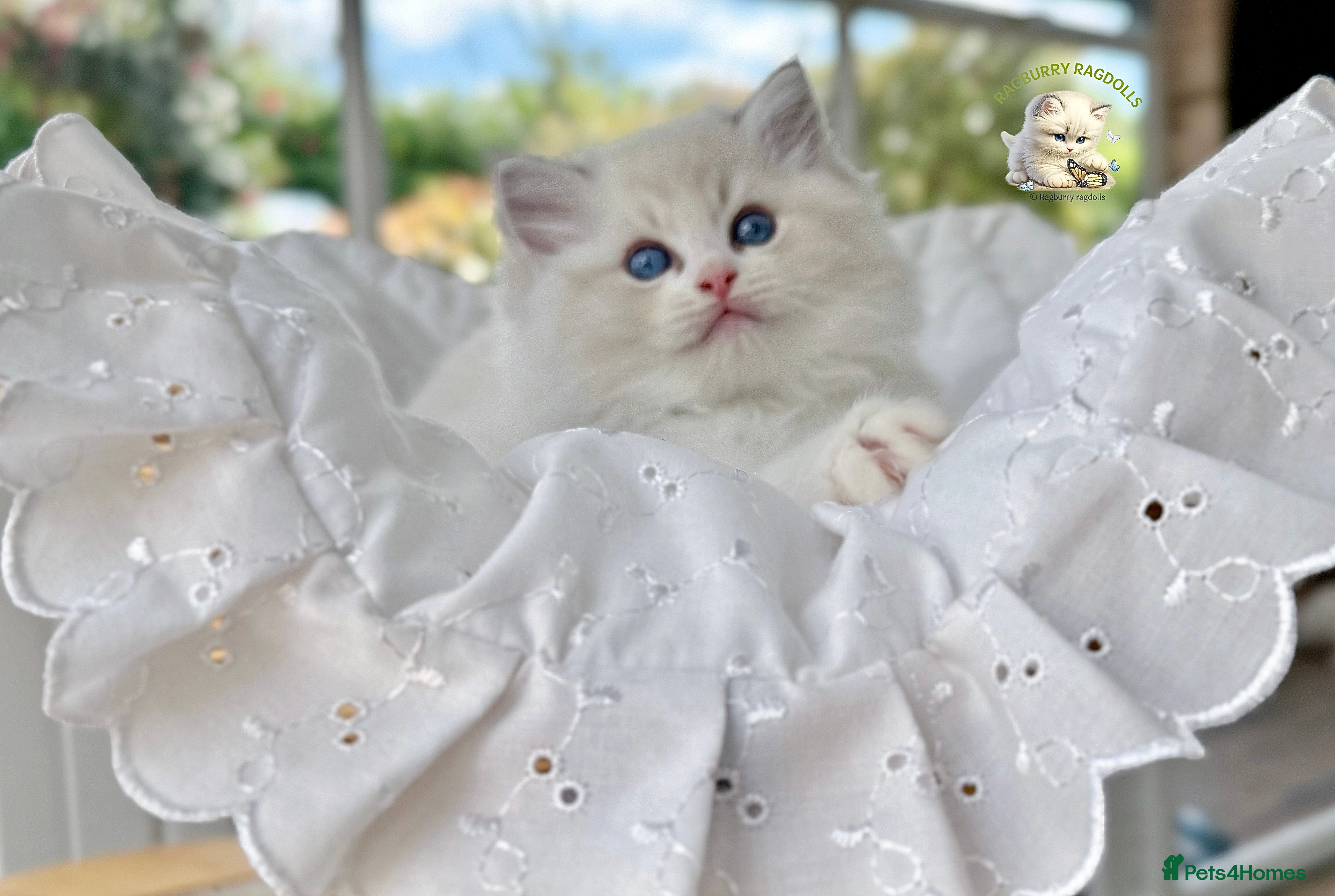 Ragdoll cats PET mitted boys £950 - Advert 2