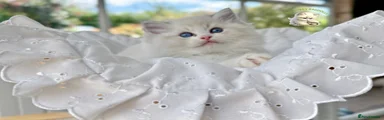 Ragdoll 3