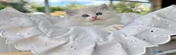 Ragdoll cats for sale: READY TO GO 1 left  (£900) available(TIMEWASTERS)  - Advert 25