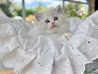 Ragdoll cats PET mitted boys £950 - Advert 2
