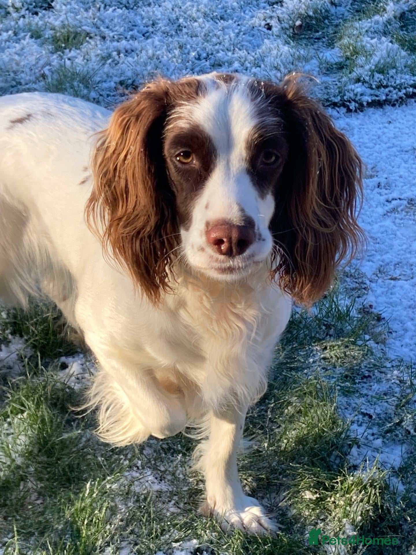 English Springer Spaniel dogs for sale: 4 gorgeous Springer Spaniel pups - Advert 2