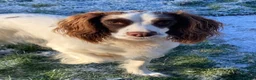 English Springer Spaniel dogs for sale: 4 gorgeous Springer Spaniel pups in Petersfield - Advert 2