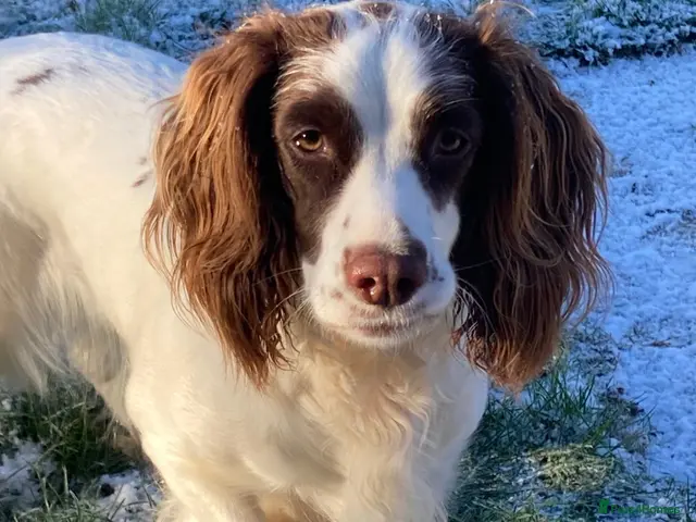 English Springer Spaniel dogs for sale: 4 gorgeous Springer Spaniel pups - Advert 2