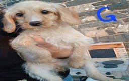 Labradoodle dogs for sale: Labradoodle pups for sale - Image 4