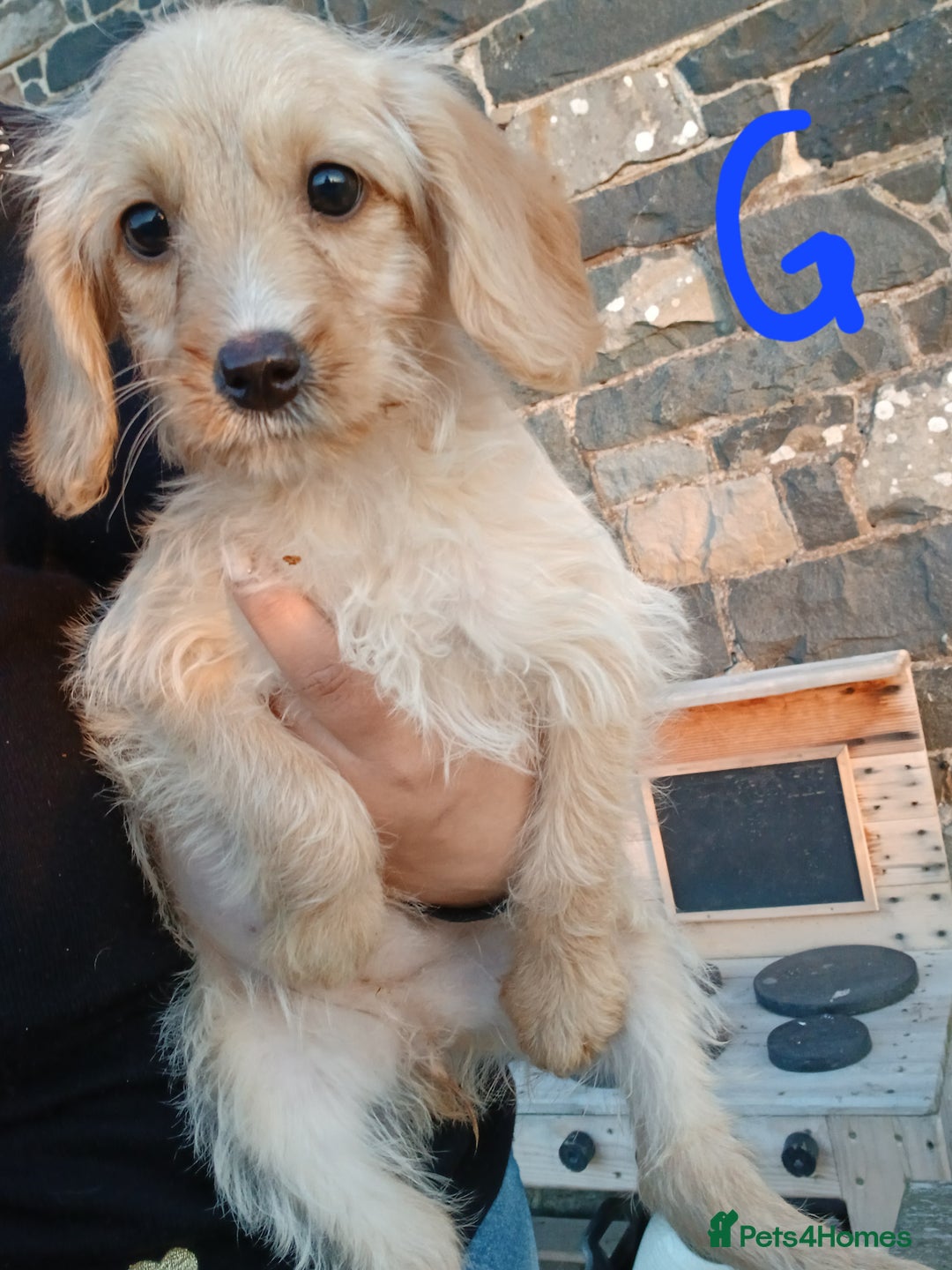 Labradoodle dogs for sale: Labradoodle pups for sale - Image 4