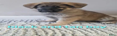 German Shepherd 1
