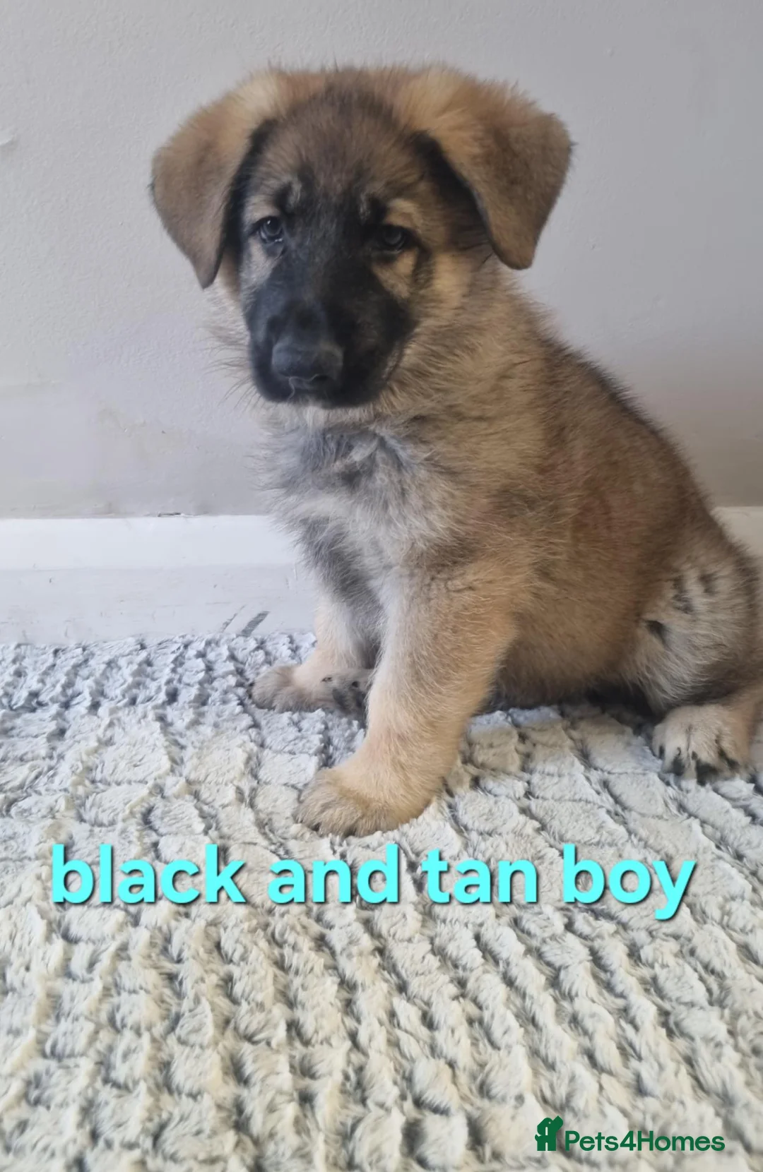 German Shepherd dogs for sale: READY TO GO!! 2 male german shepherds - Advert 2