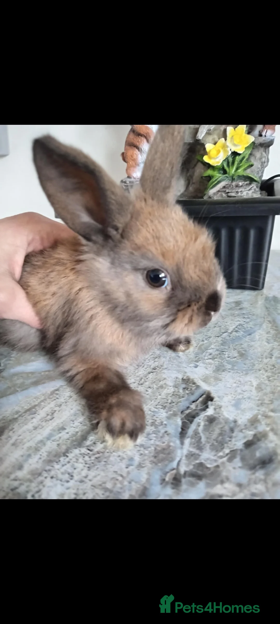 Mini Lop rabbits for sale: Baby lops - Advert 1
