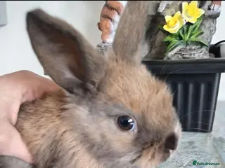 Mini Lop rabbits Baby lops - Advert 13