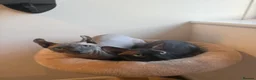 Sphynx cats for sale: Stunning sphinx kittens ready now - Advert 2