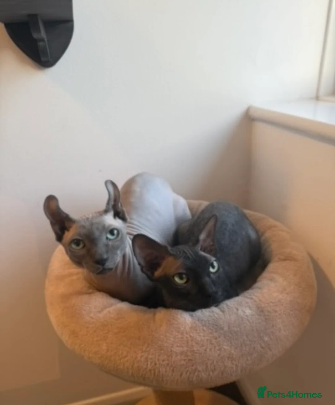 Sphynx cats for sale: Stunning sphinx kittens ready now - Advert 2