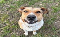 Mixed Breed dogs for adoption: MARSHALL the Marvellous - Image 17