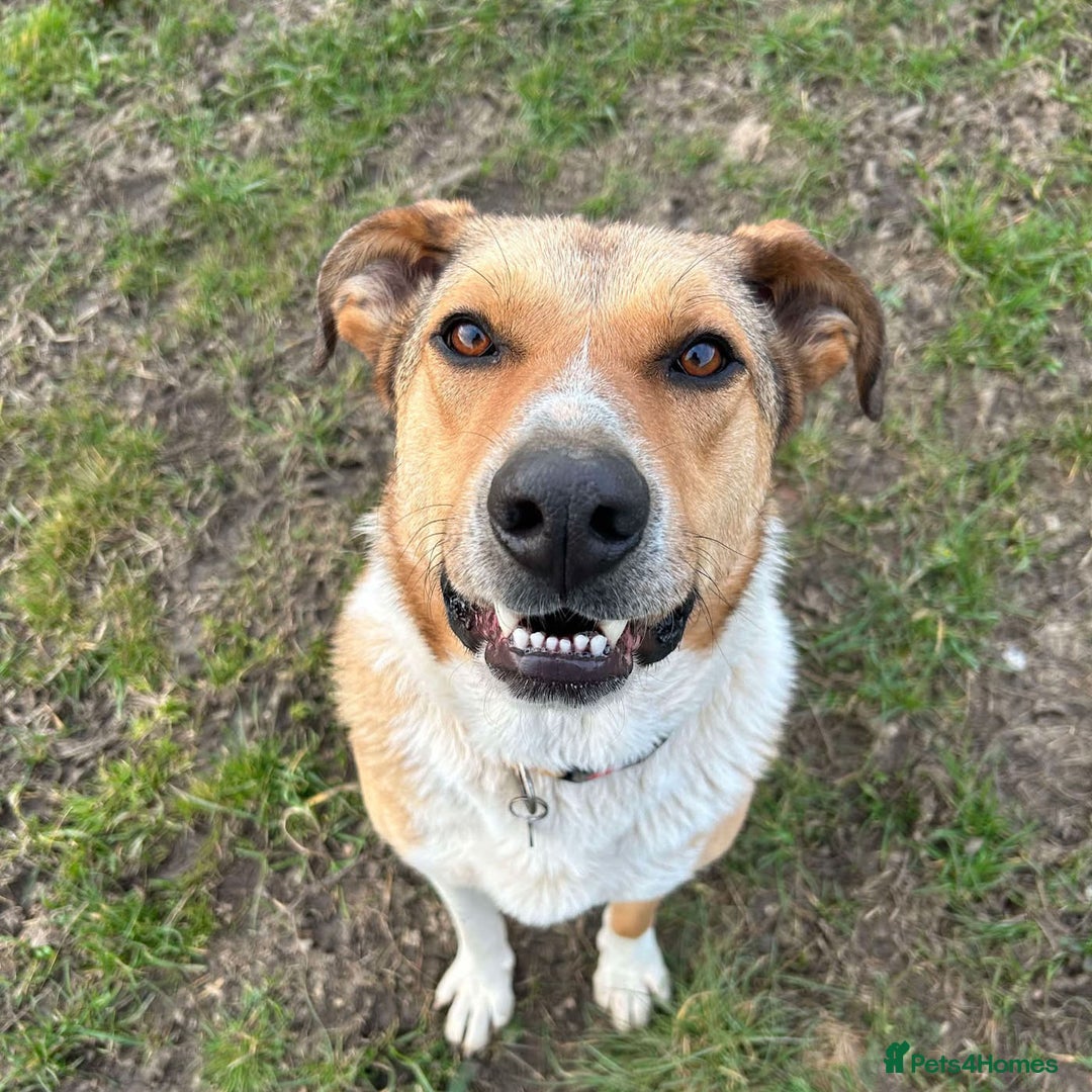 Mixed Breed dogs for adoption: MARSHALL the Marvellous - Image 17
