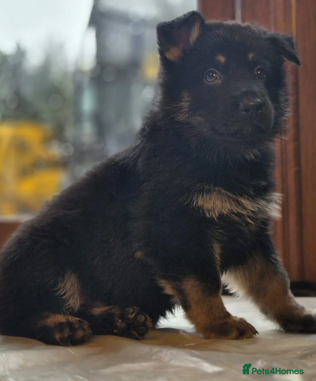 German Shepherd dogs for sale: Outstanding German Shepherd Puppies - Advert 11