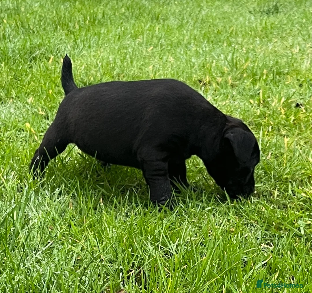 Patterdale Terrier dogs for sale: Patterdale terrier puppies - Advert 8